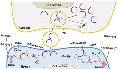 A crosstalk between circular RNA, microRNA, and messenger RNA in the development of various brain cognitive disorders